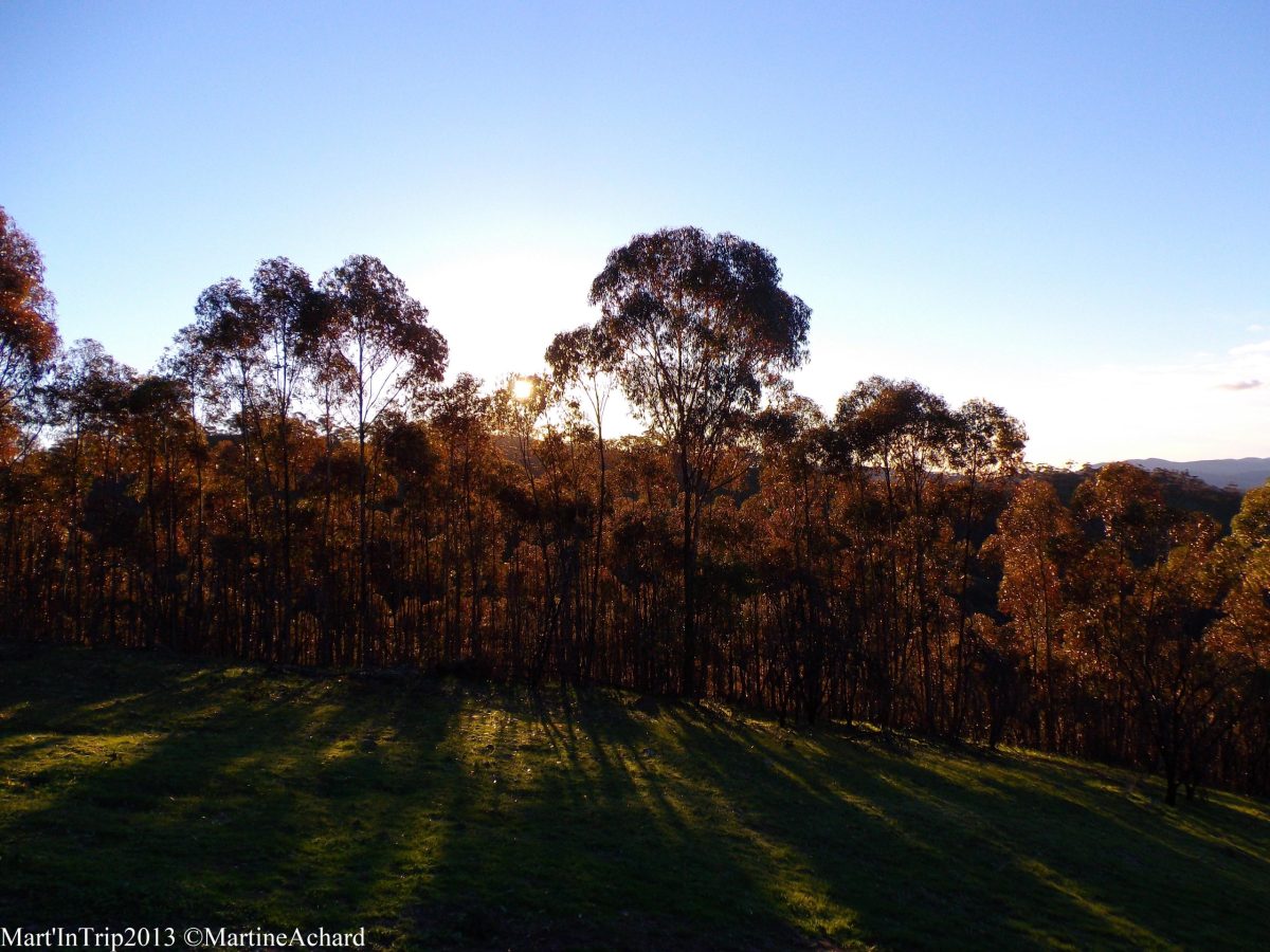 gum trees avec le soleil en fond qui fait des ombres sur la prairie