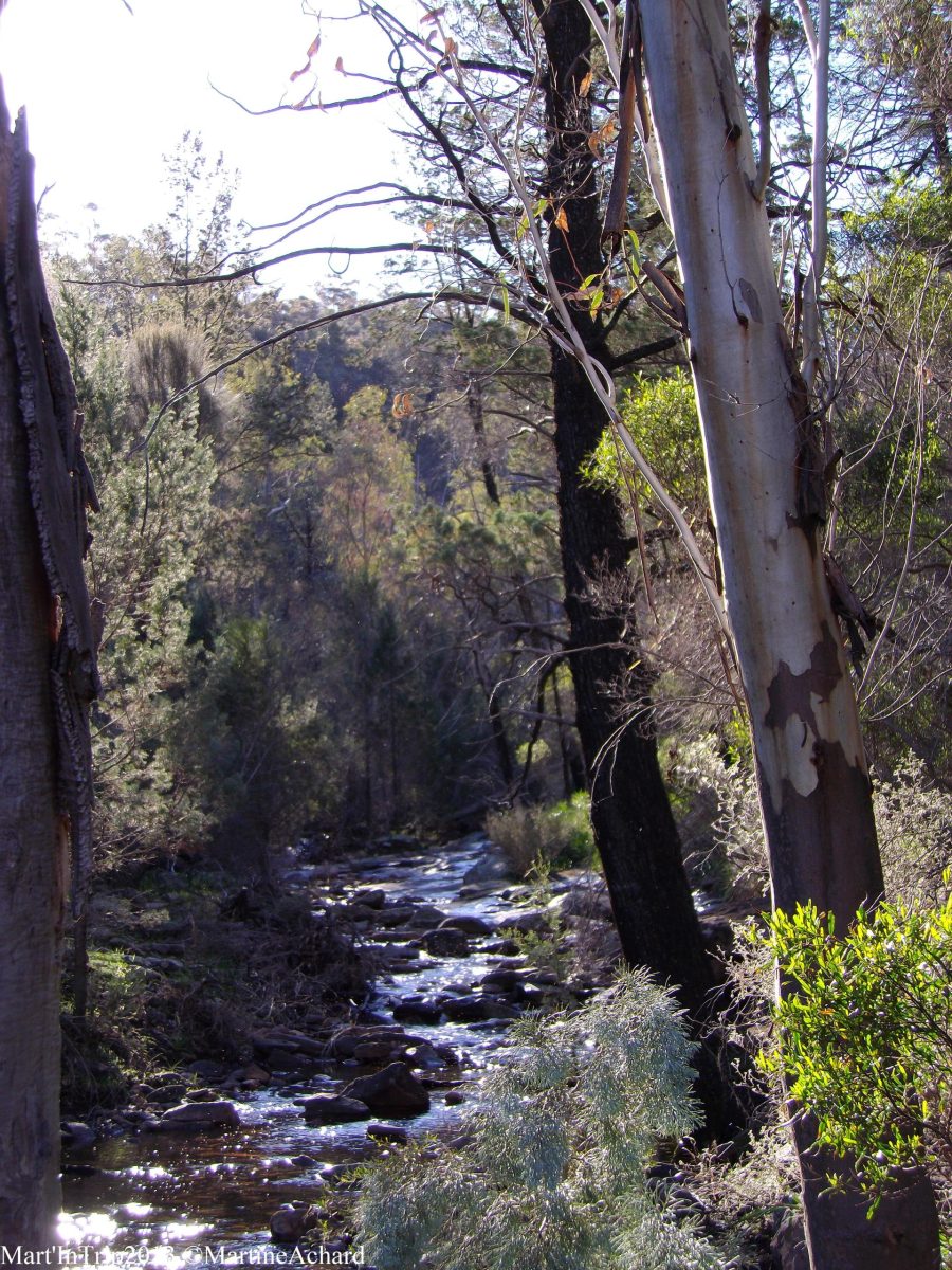 une rivière coule au fond d'un ravin entourée d'arbres