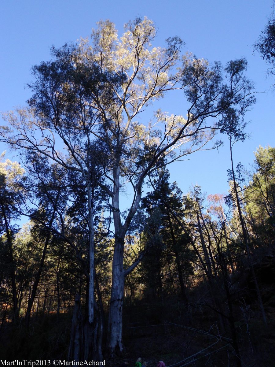 arbres vues d'en bas sur fond de ciel bleu